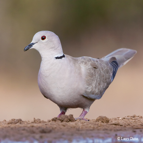 bird